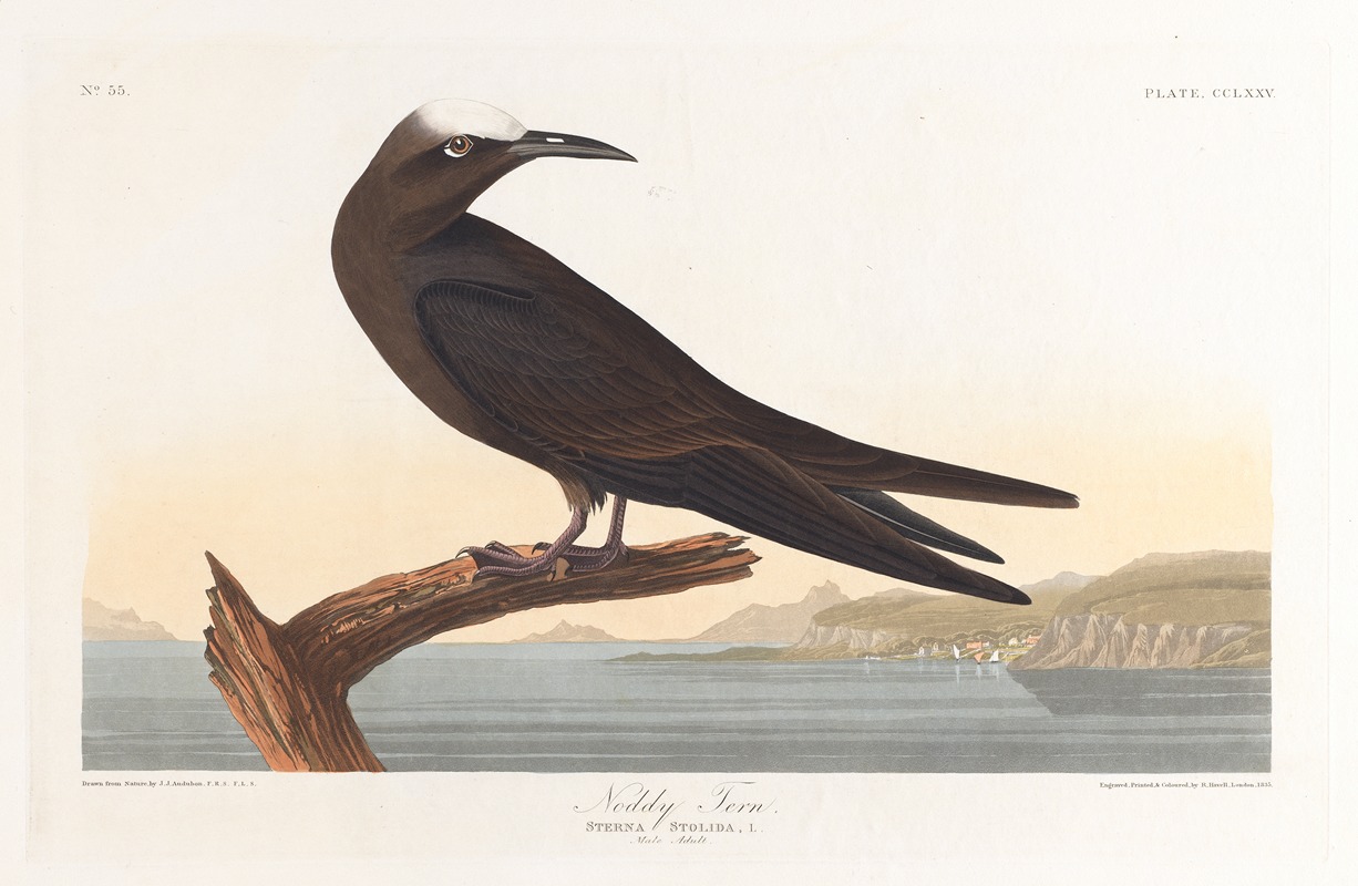 John James Audubon - Noddy tern