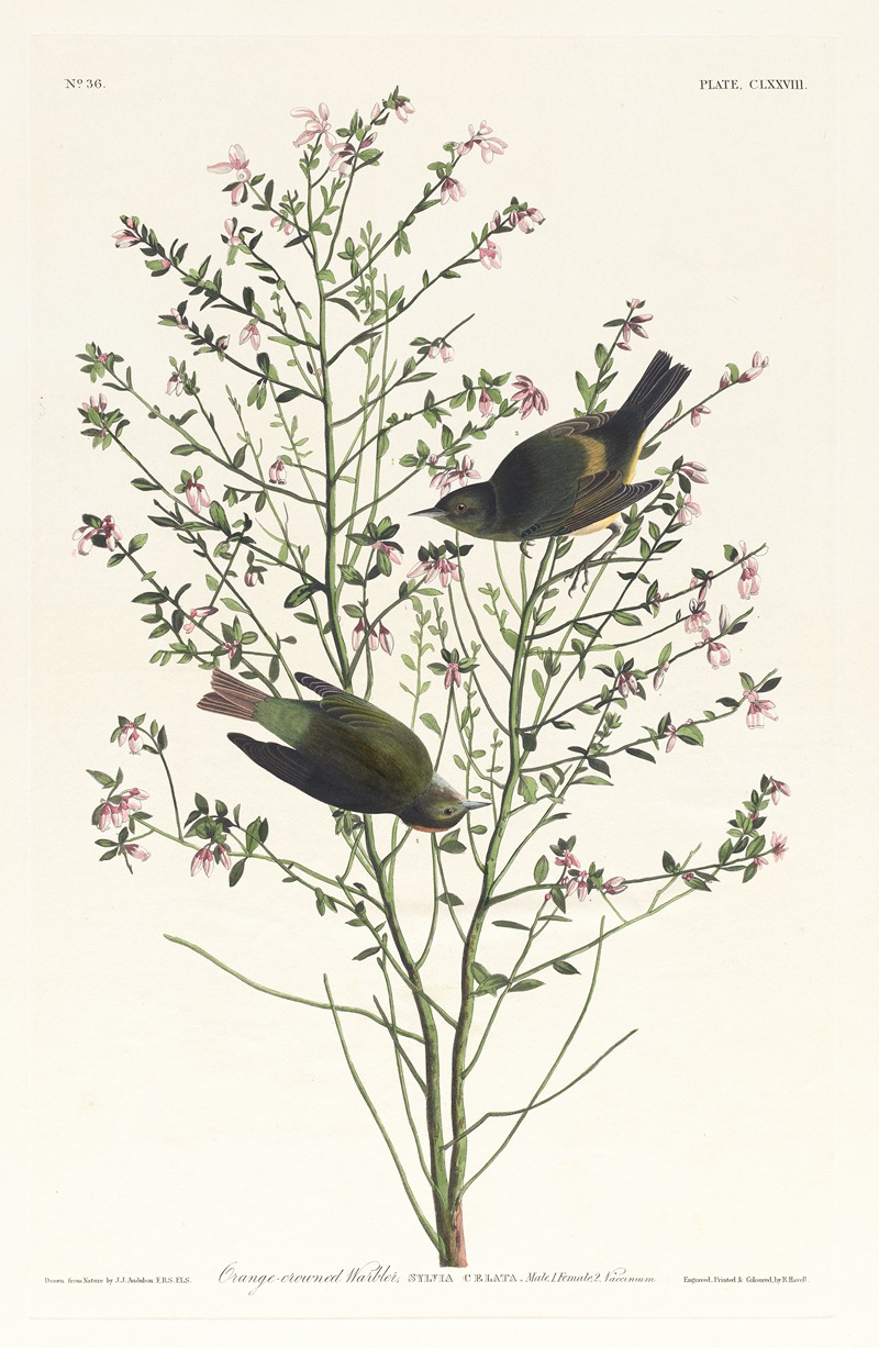 John James Audubon - Orange-crowned warbler