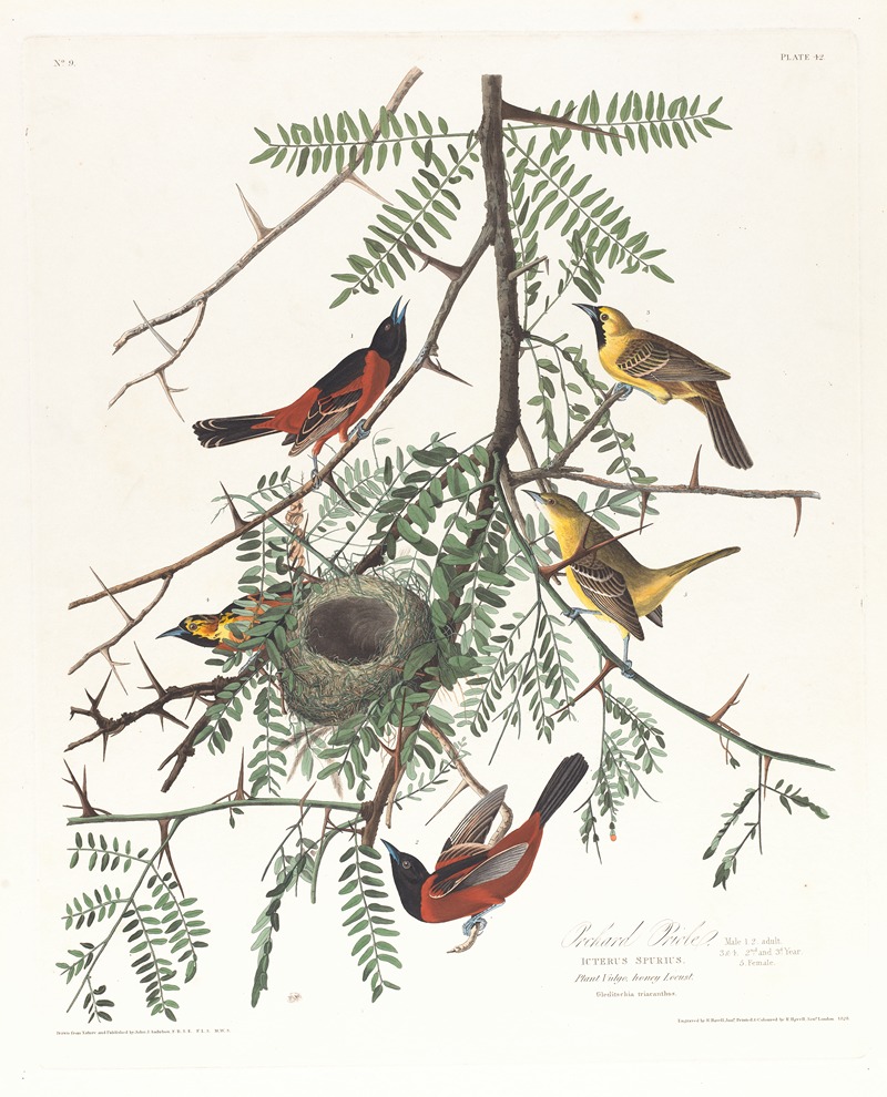 John James Audubon - Orchard oriole