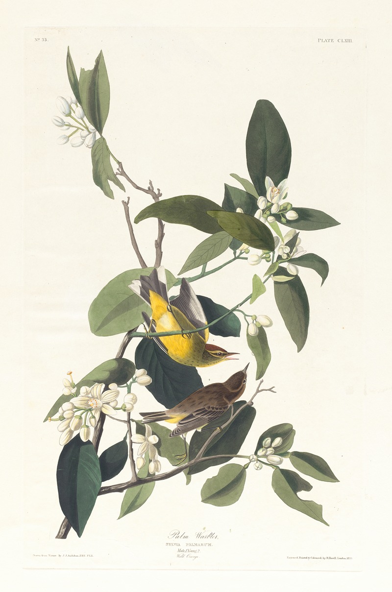 John James Audubon - Palm warbler