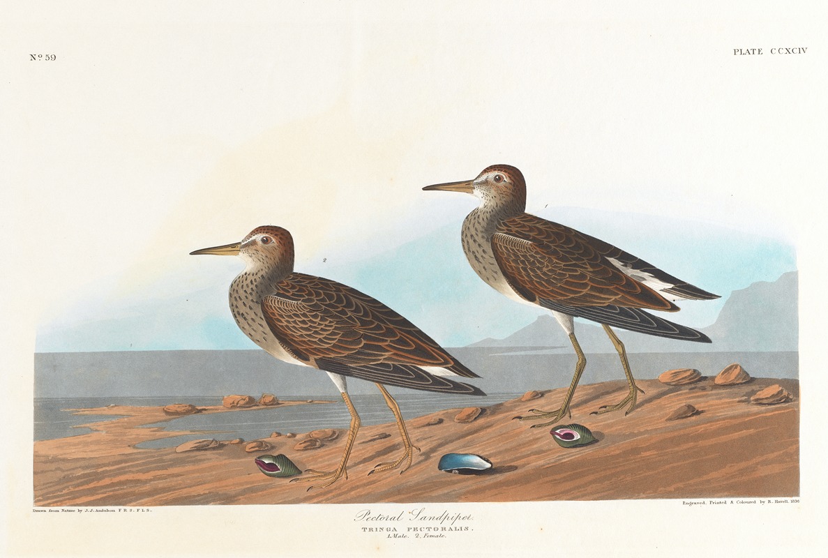 John James Audubon - Pectoral sandpiper