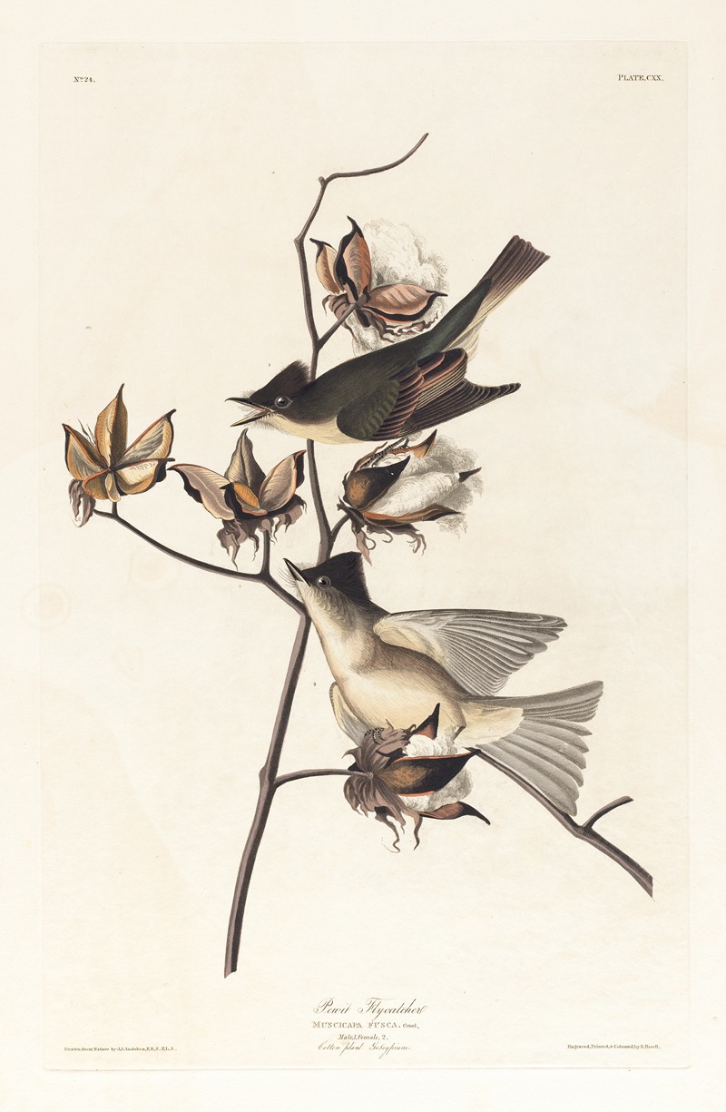 John James Audubon - Pewit flycatcher