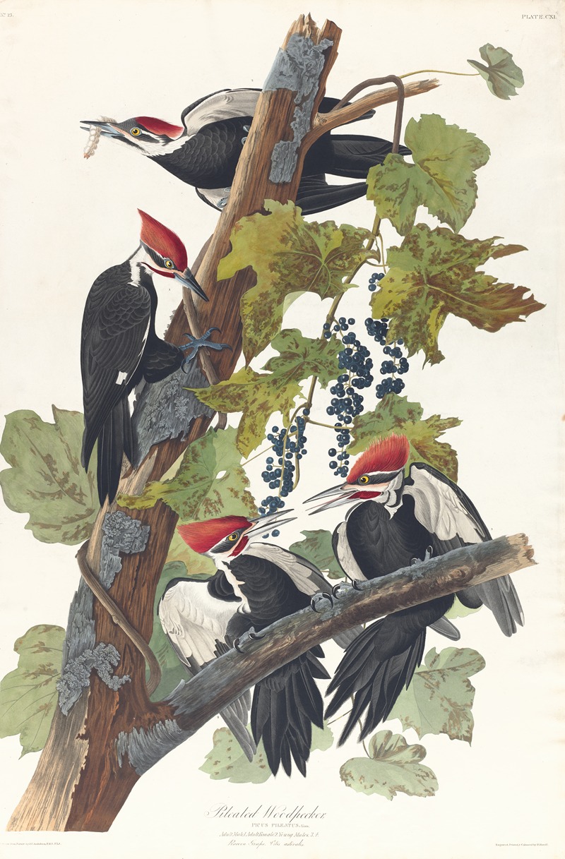 John James Audubon - Pileated woodpecker