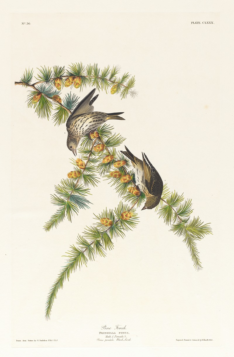 John James Audubon - Pine finch