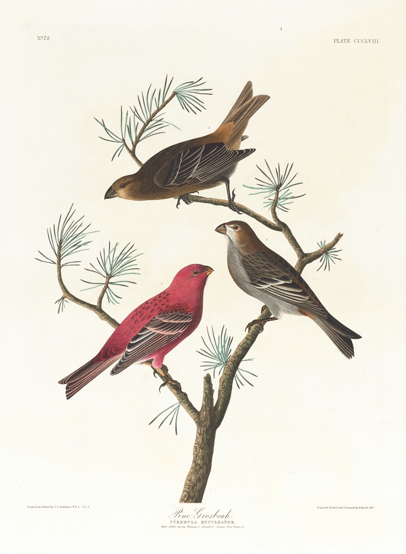 John James Audubon - Pine grosbeak