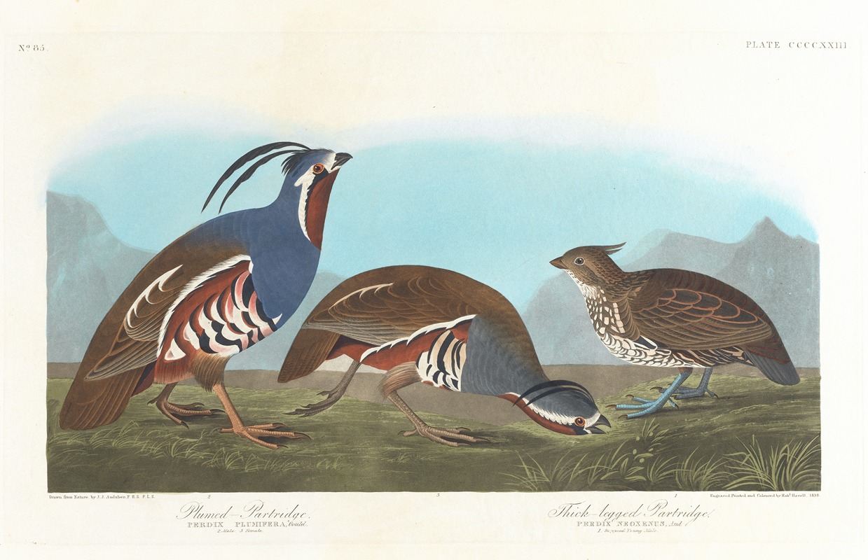 John James Audubon - Plumed partridge. Thick-legged partridge