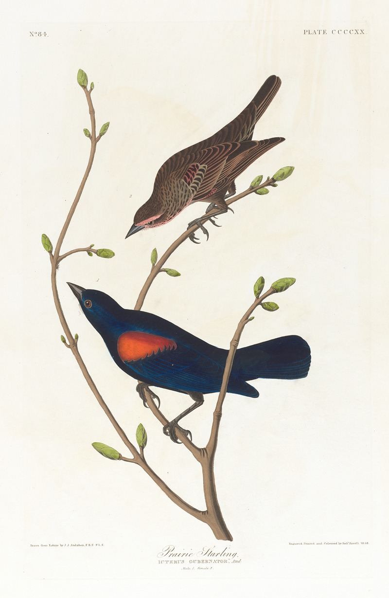 John James Audubon - Prairie starling
