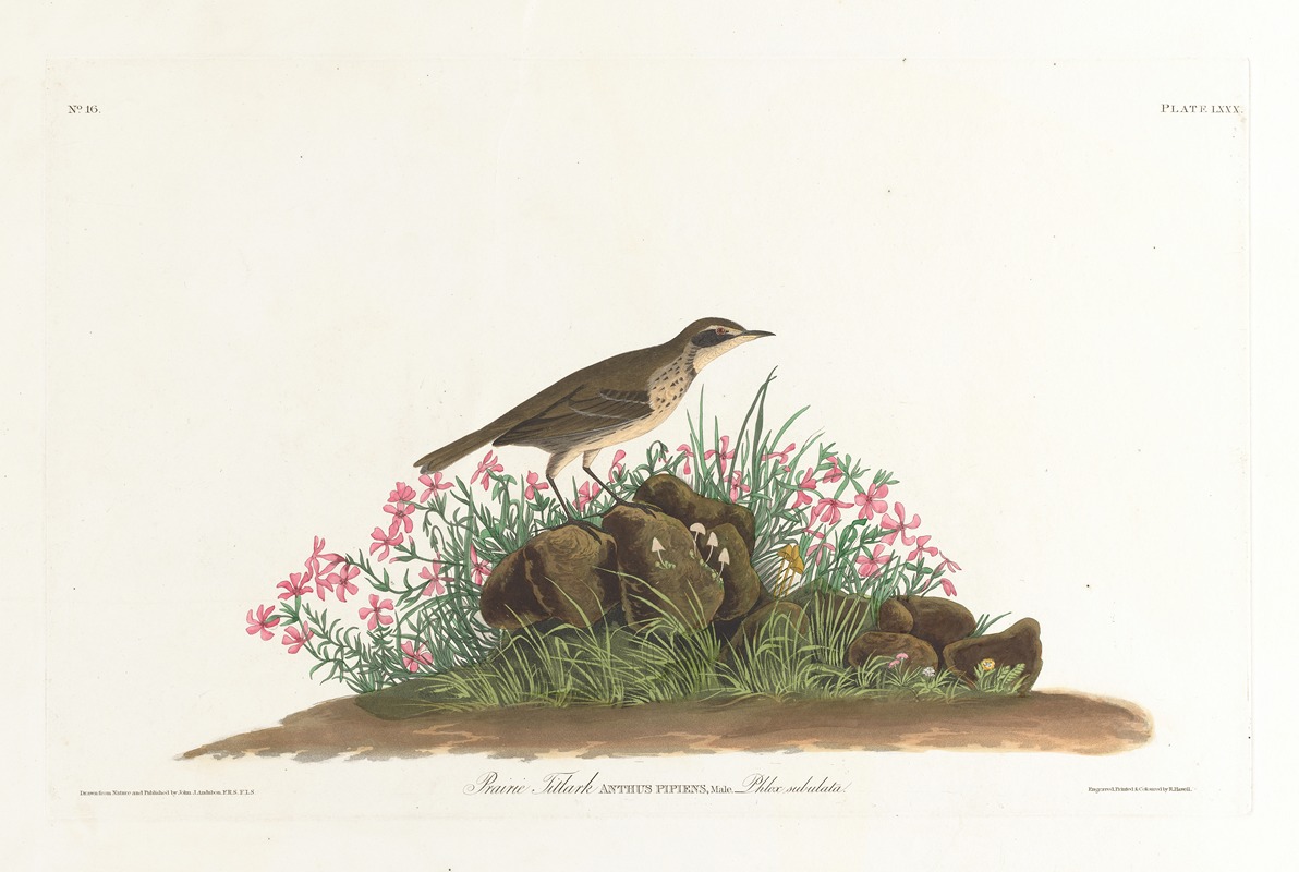 John James Audubon - Prairie titlark