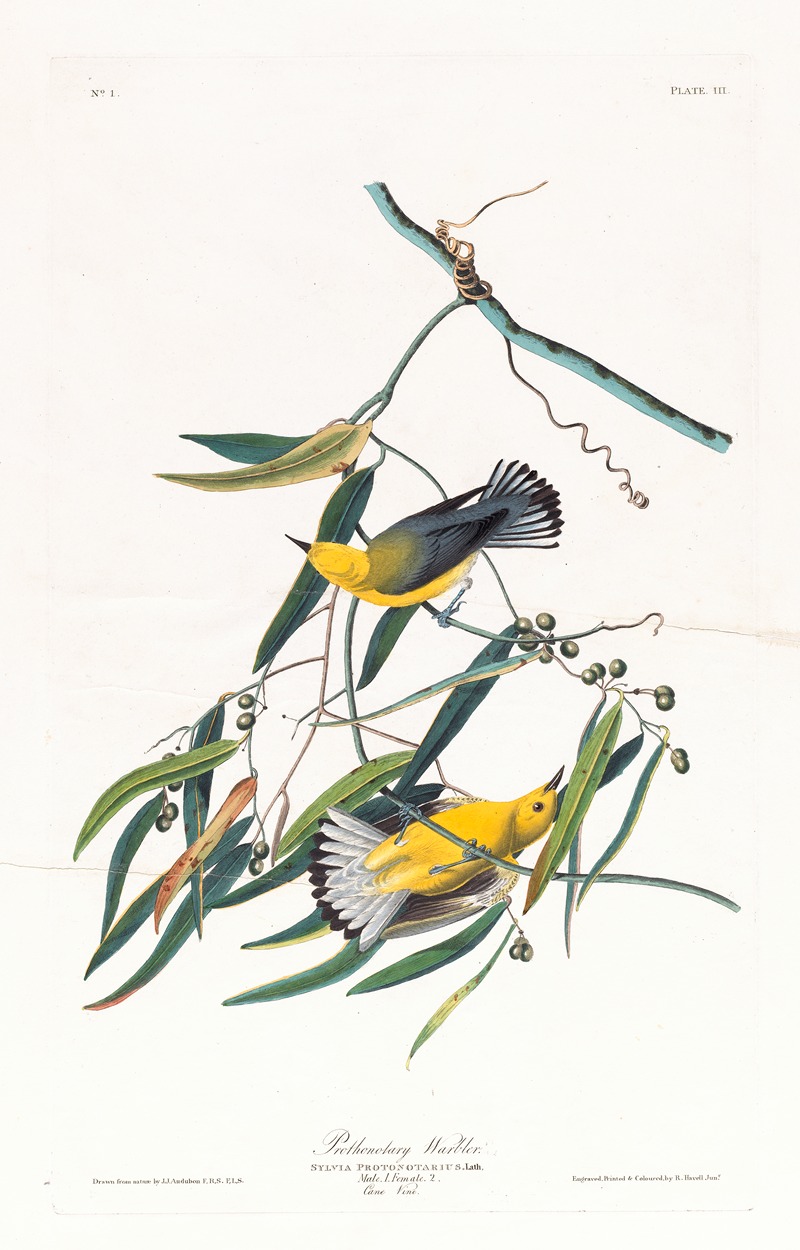 John James Audubon - Prothonotary warbler