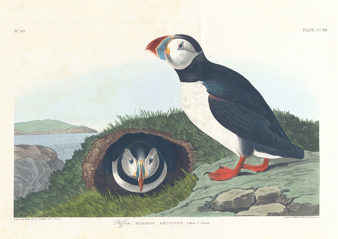 John James Audubon - Puffin