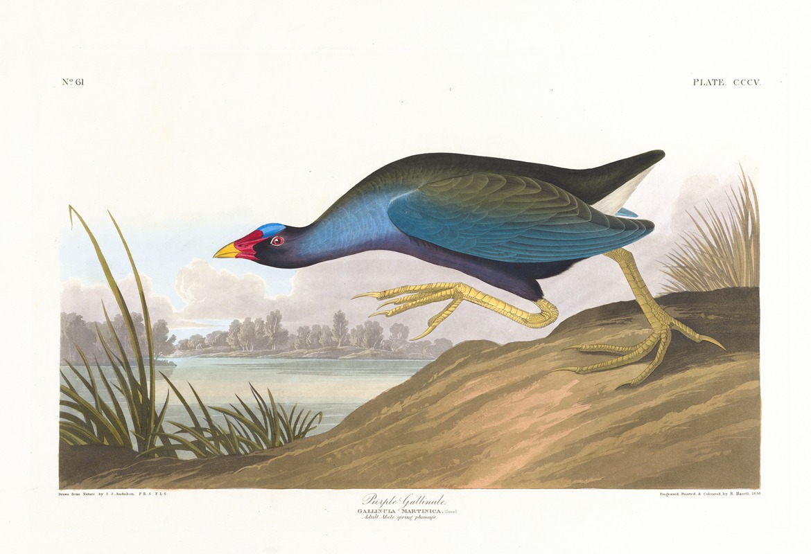 John James Audubon - Purple gallinule
