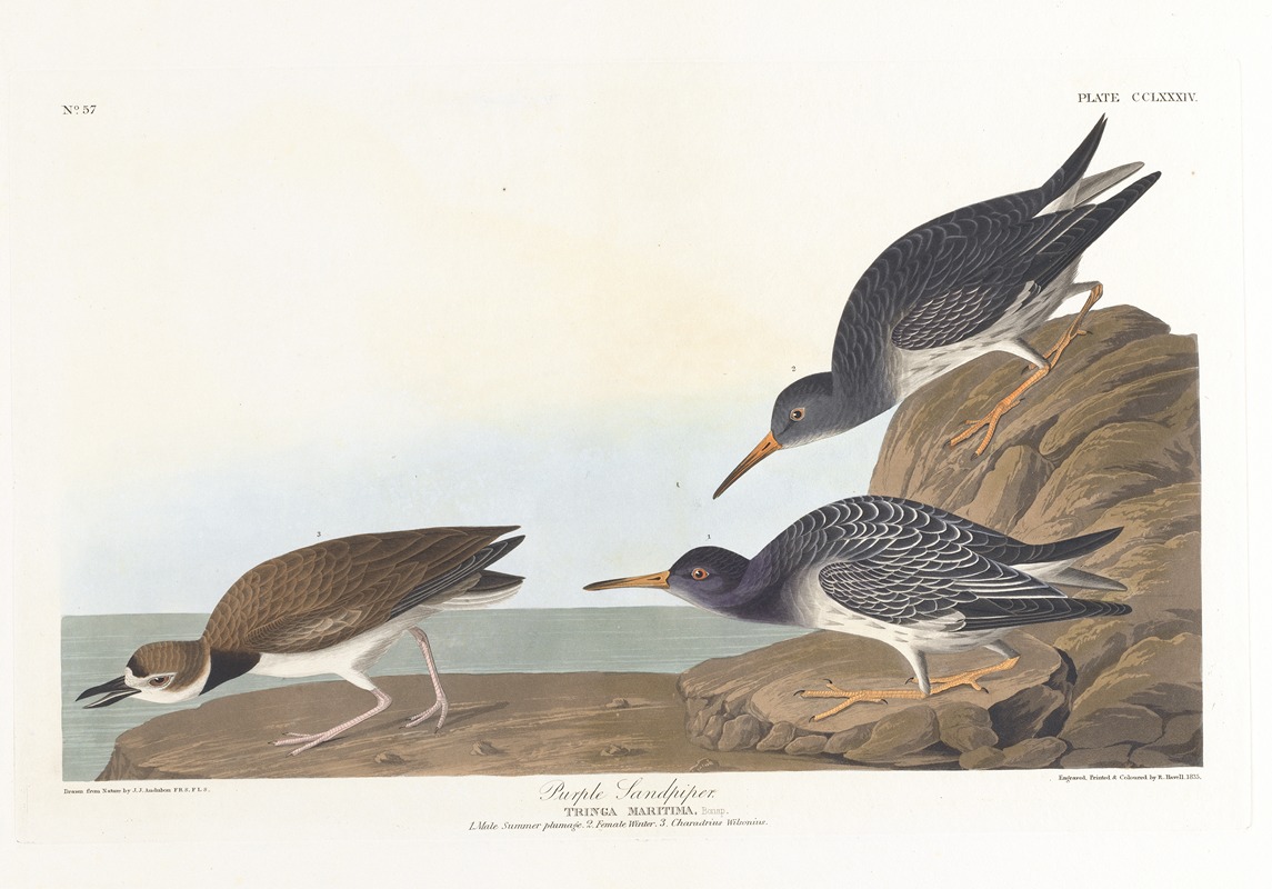 John James Audubon - Purple sandpiper