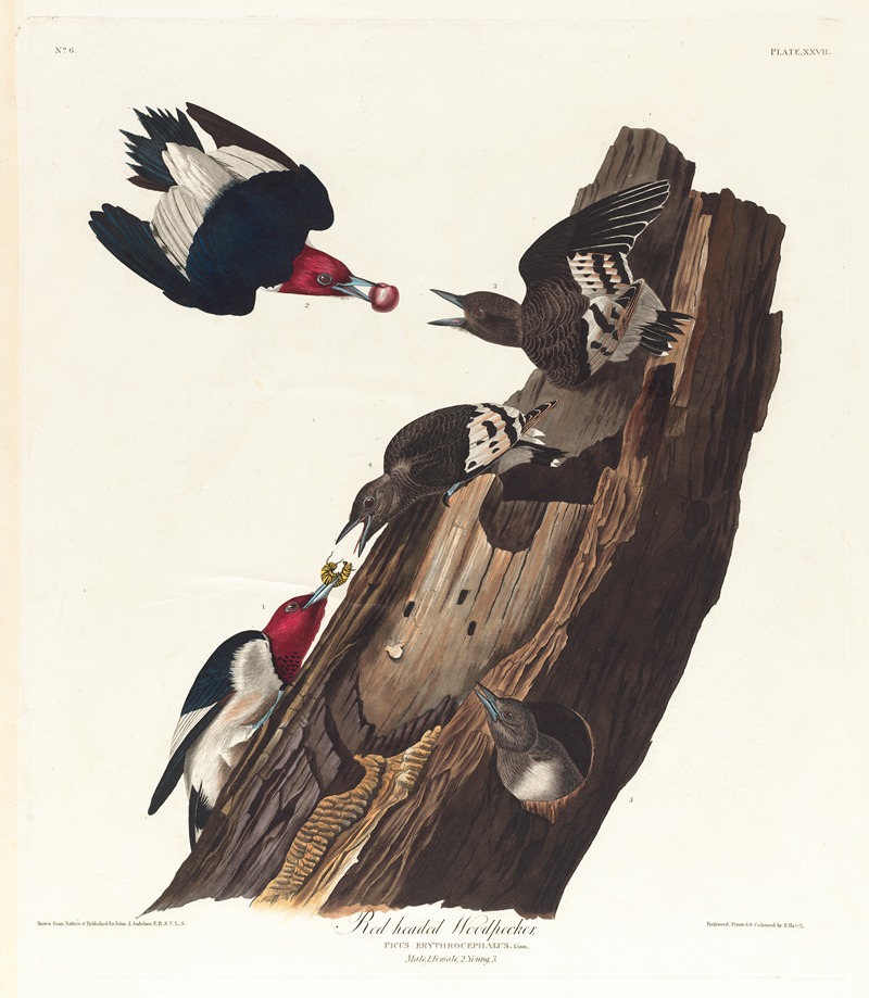 John James Audubon - Red headed woodpecker