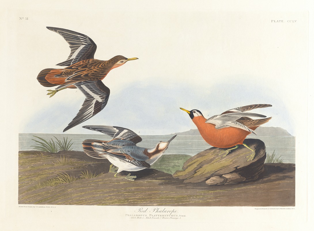 John James Audubon - Red phalarope