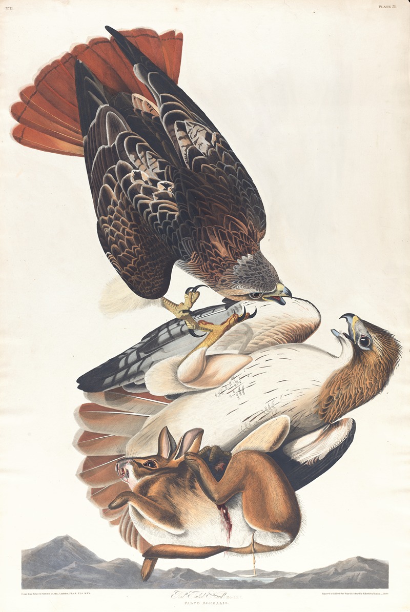 John James Audubon - Red tailed hawk