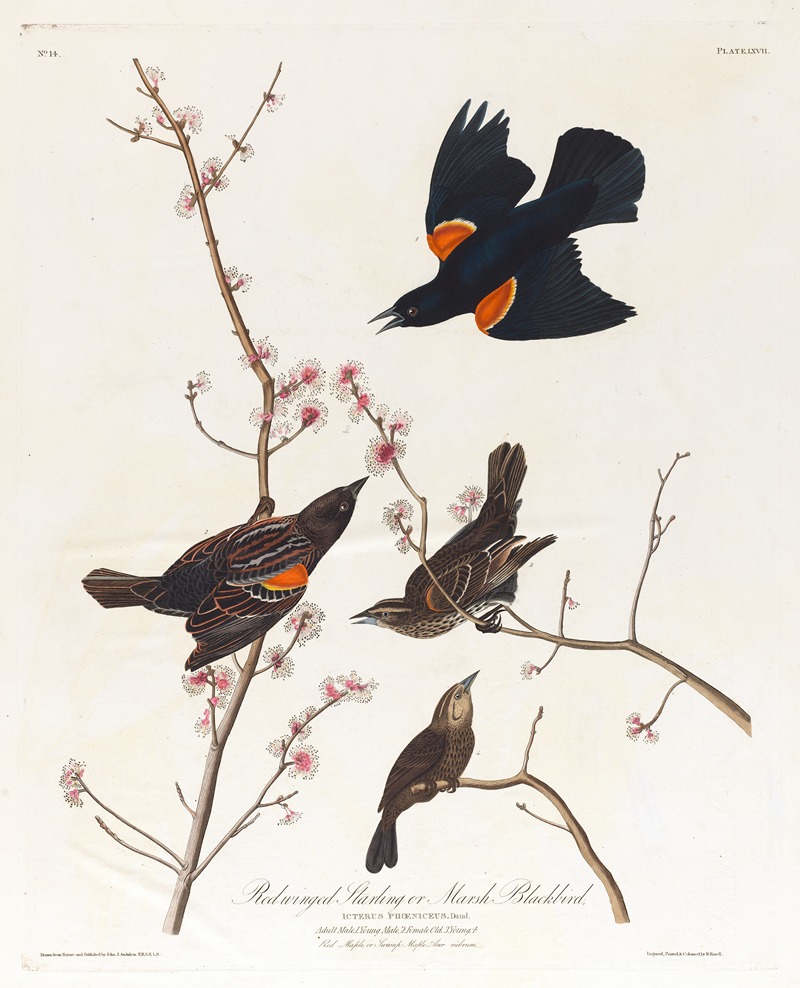 John James Audubon - Red winged starling or marsh blackbird