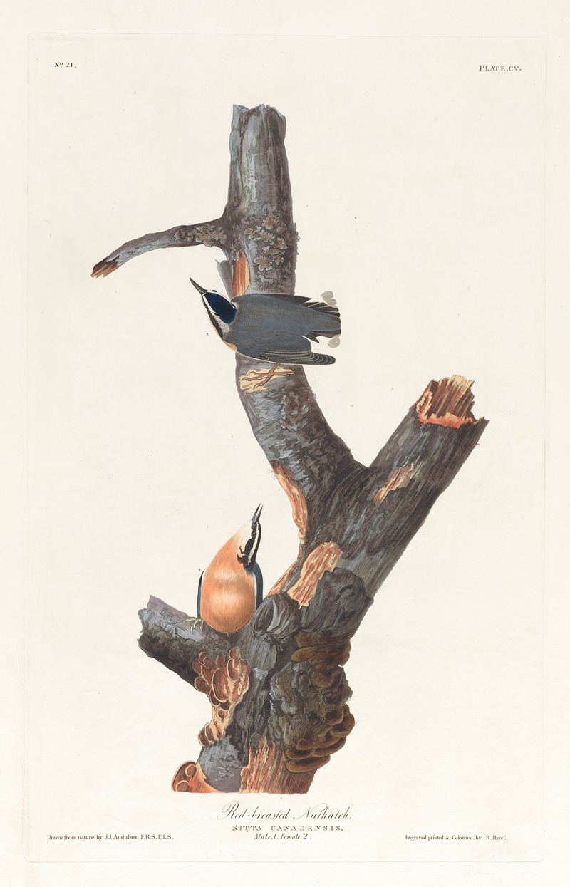 John James Audubon - Red-breasted nuthatch