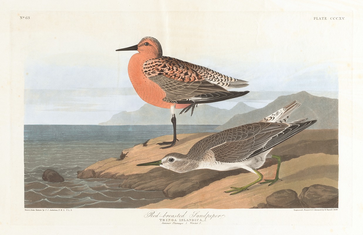 John James Audubon - Red-breasted sandpiper