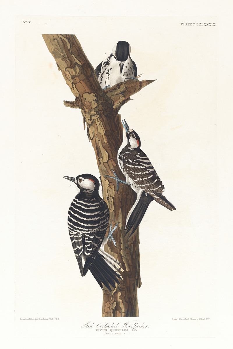John James Audubon - Red-cockaded woodpecker