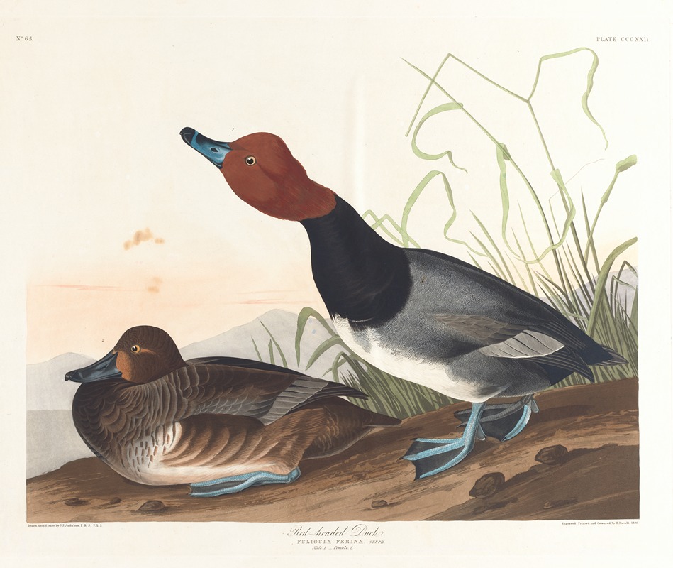 John James Audubon - Red-headed duck