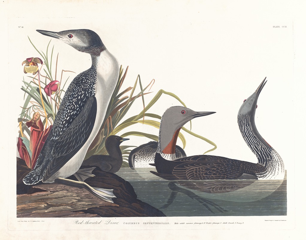 John James Audubon - Red-throated diver