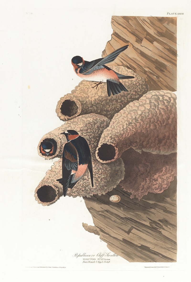 John James Audubon - Republican or cliff swallow