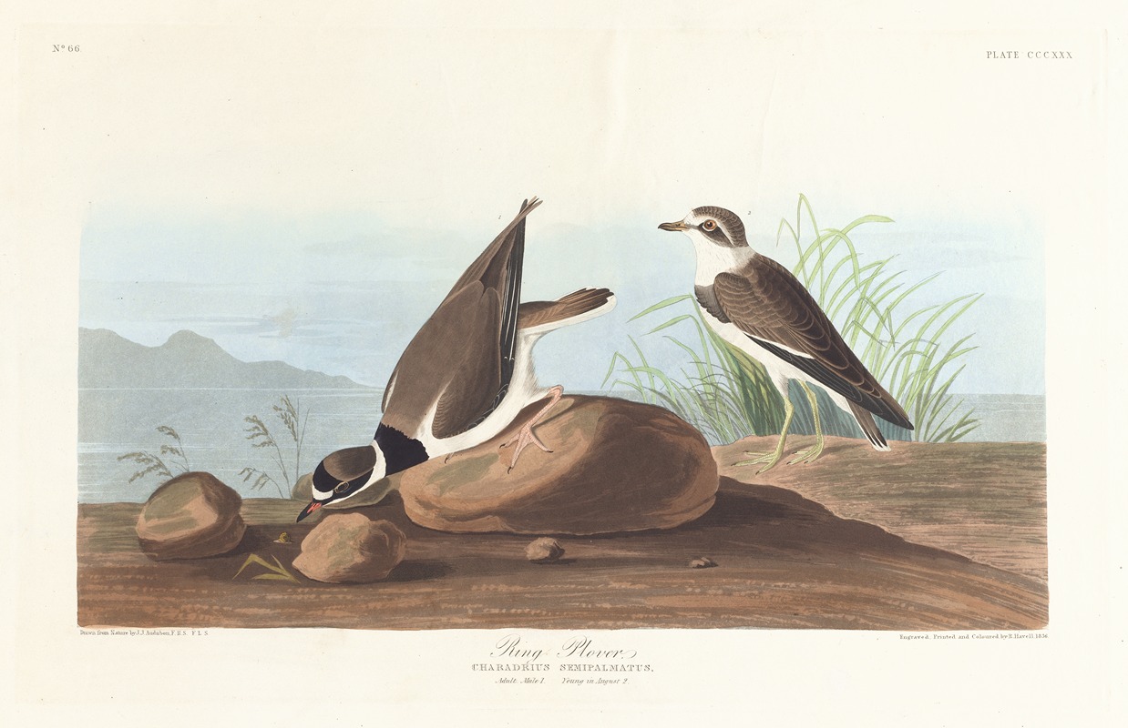 John James Audubon - Ring plover