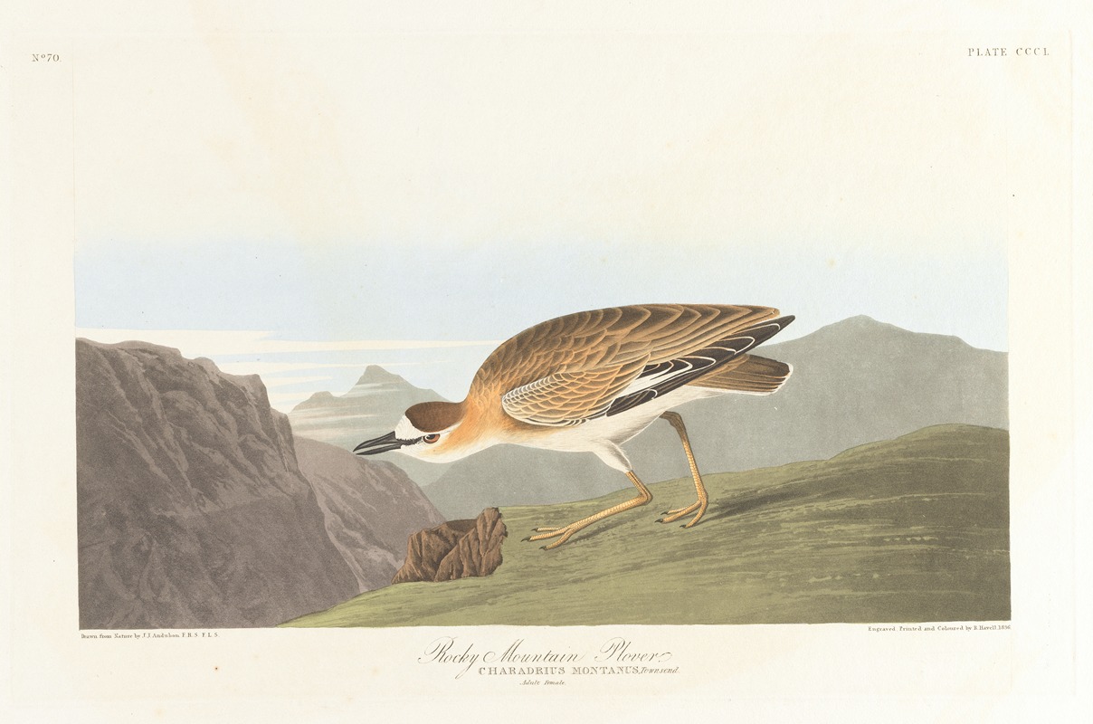 John James Audubon - Rocky mountain plover