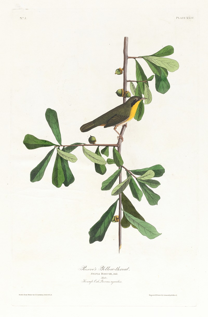 John James Audubon - Roscoe’s yellow-throat