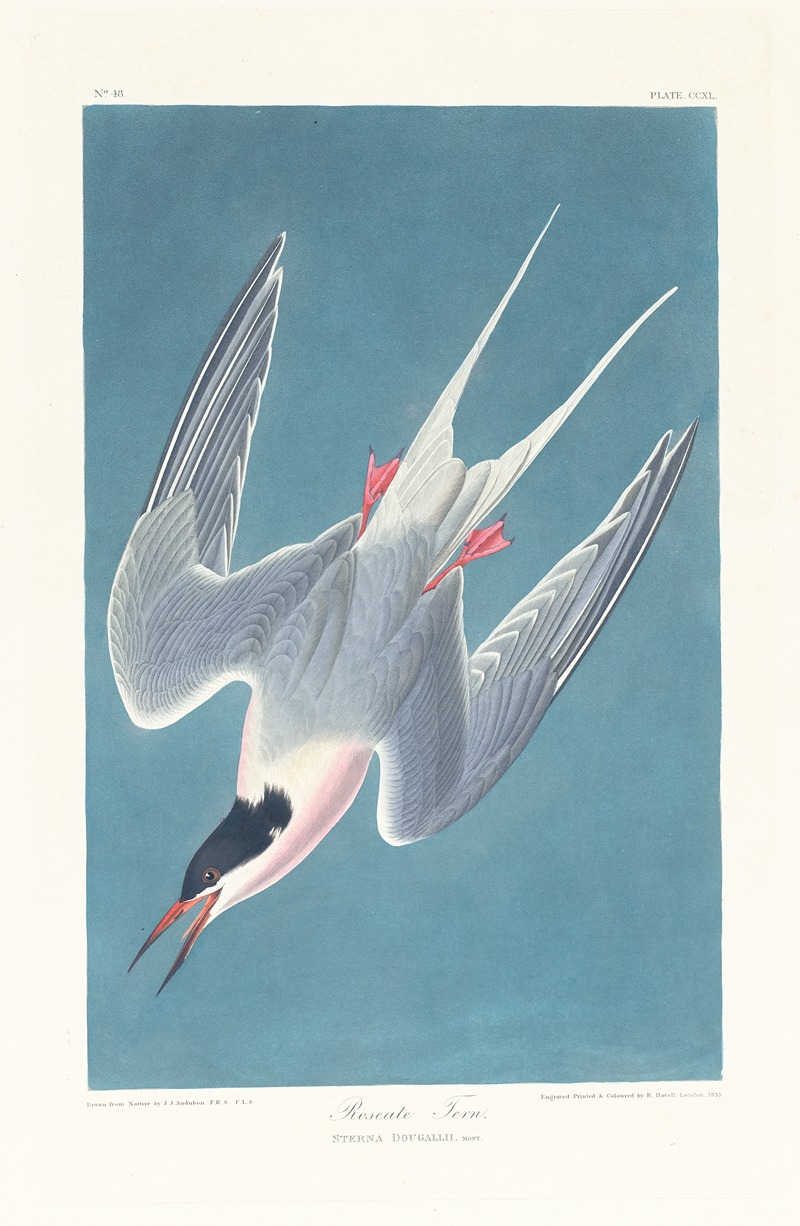 John James Audubon - Roseate tern