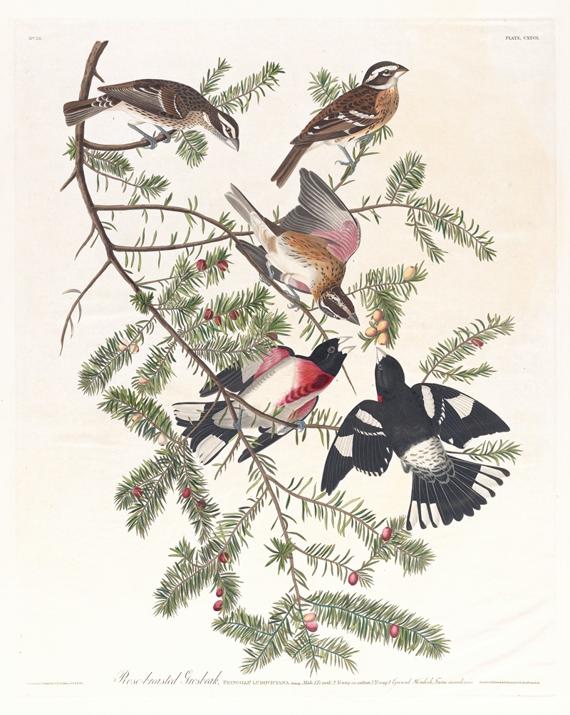 John James Audubon - Rose-breasted grosbeak
