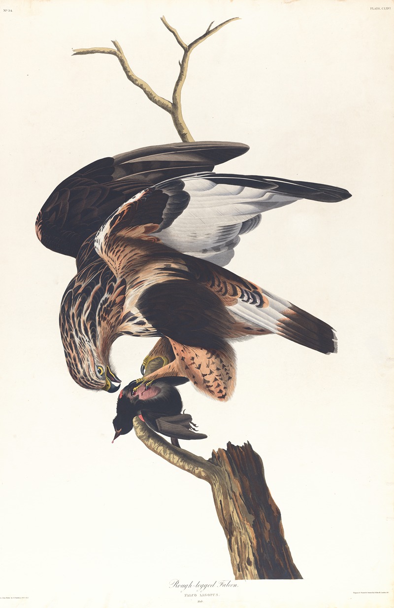 John James Audubon - Rough-legged falcon