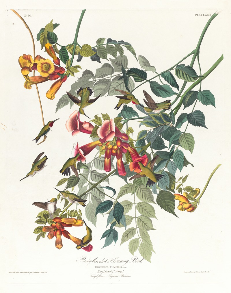 John James Audubon - Ruby-throated humming bird