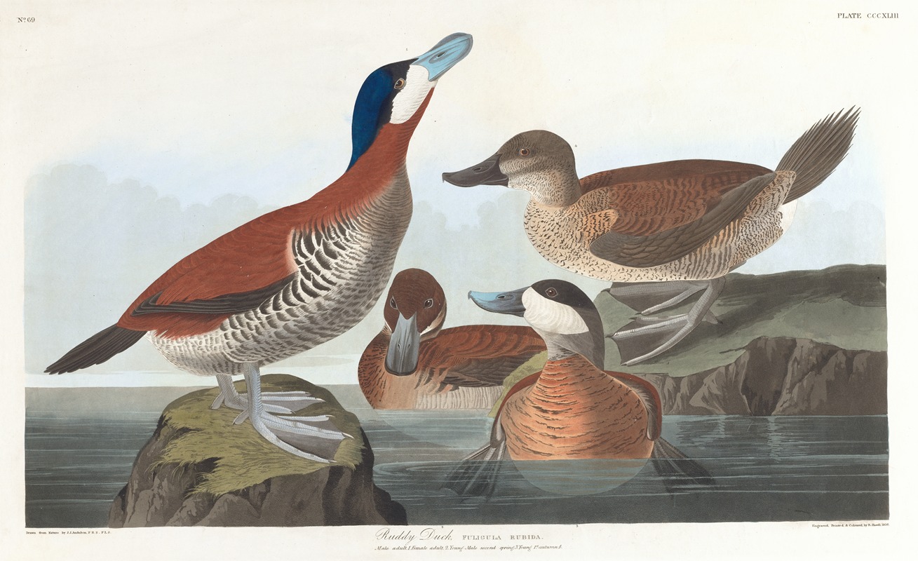 John James Audubon - Ruddy duck