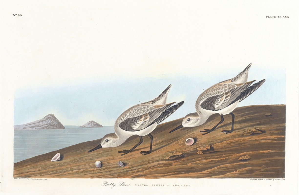 John James Audubon - Ruddy plover