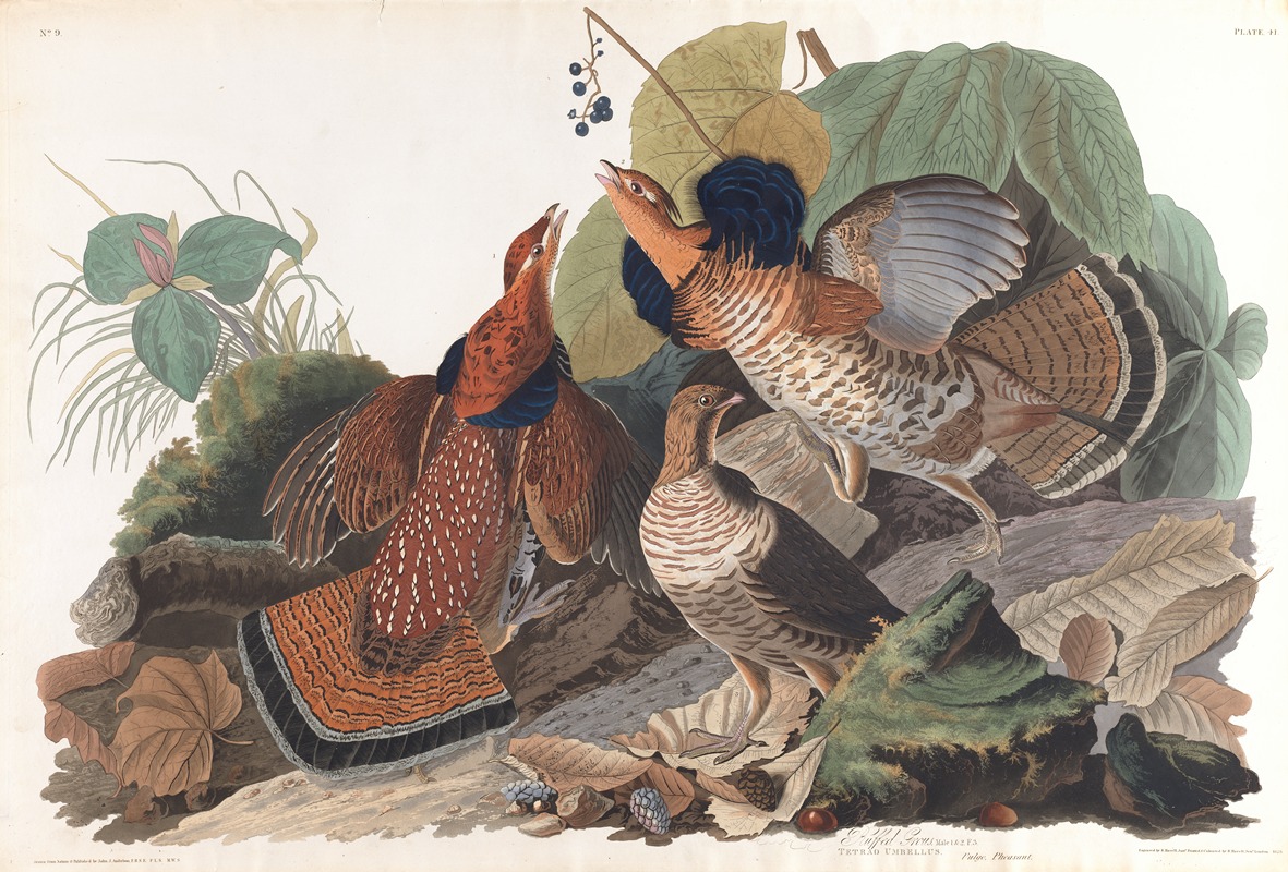 John James Audubon - Ruffed grous