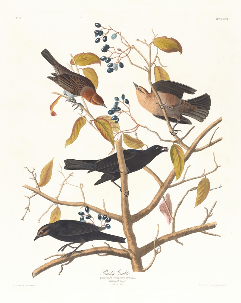 John James Audubon - Rusty grakle