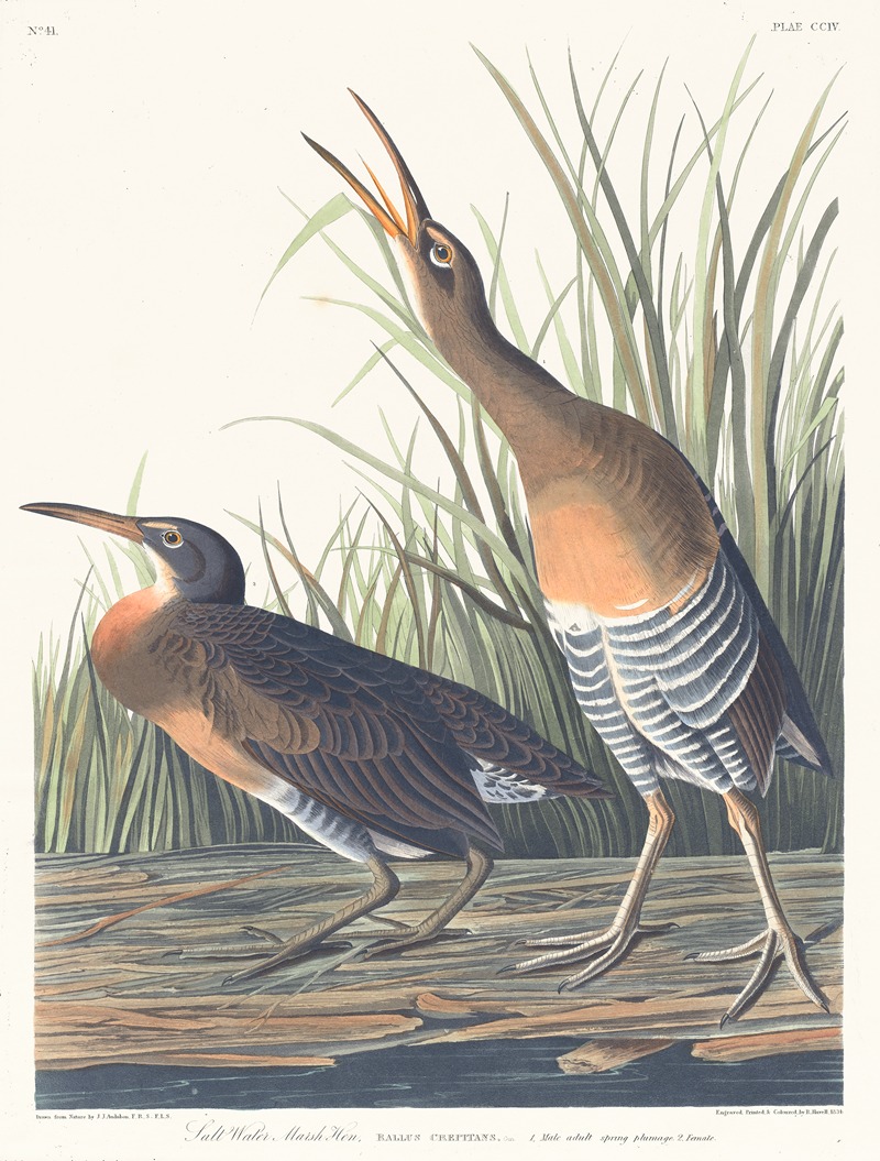John James Audubon - Salt water marsh hen