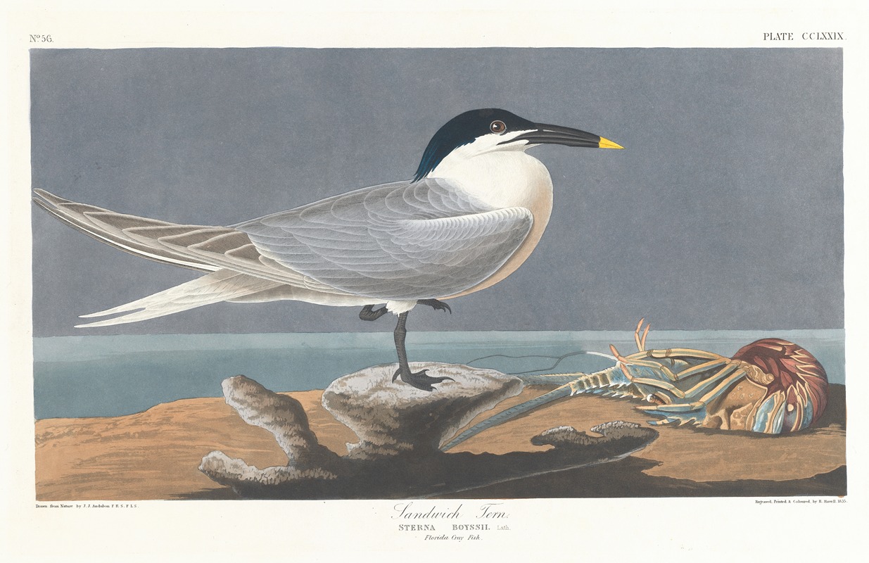 John James Audubon - Sandwich tern