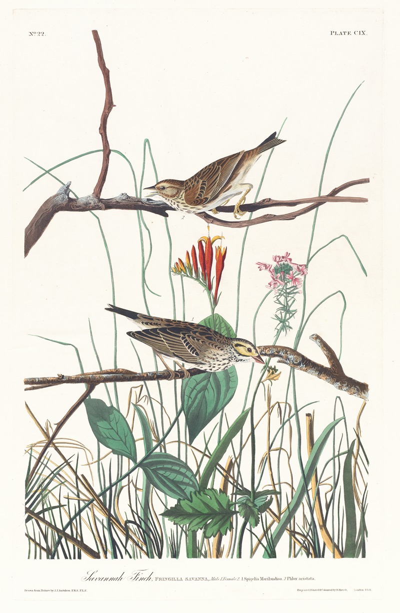 John James Audubon - Savannah finch