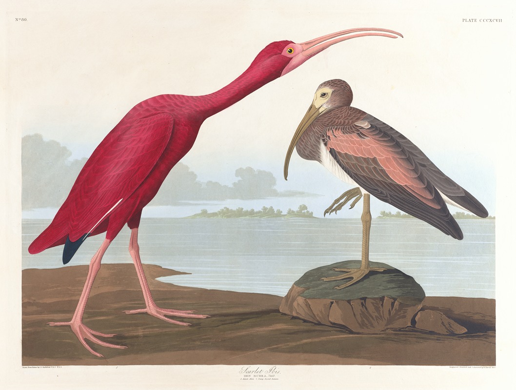John James Audubon - Scarlet ibis