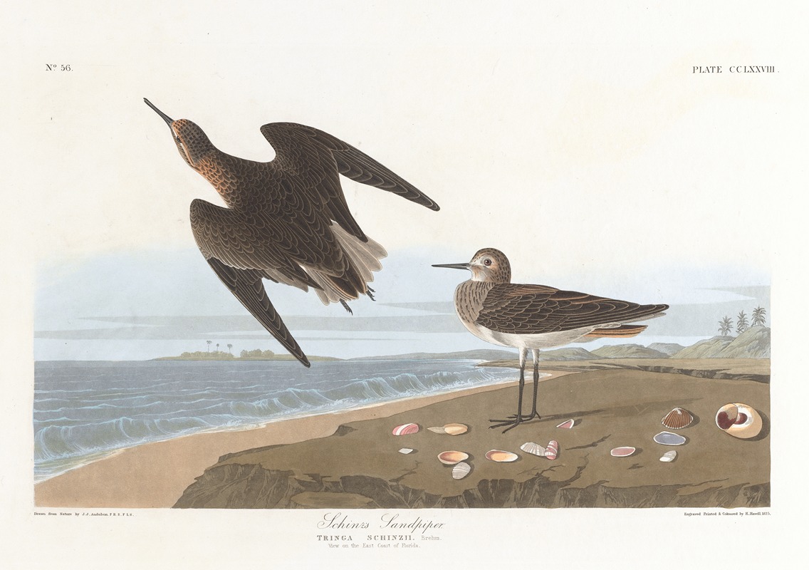 John James Audubon - Schinz’s sandpiper