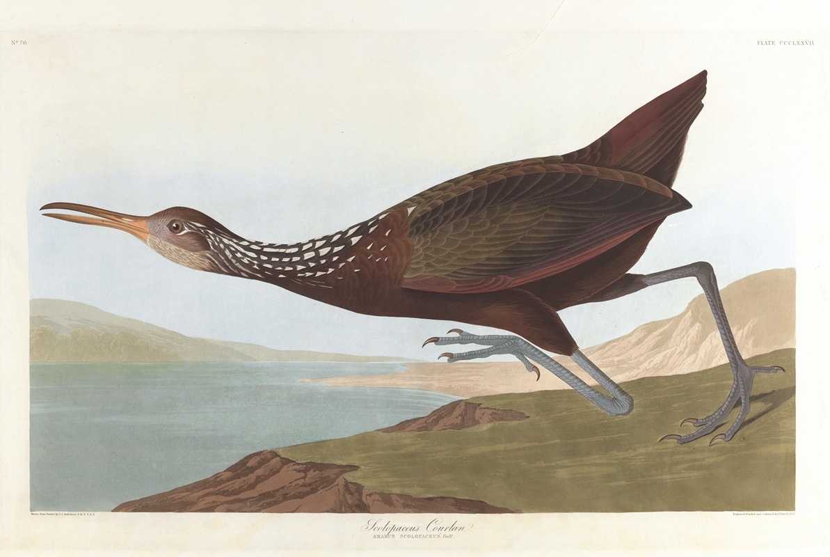 John James Audubon - Scolpaceus courlan