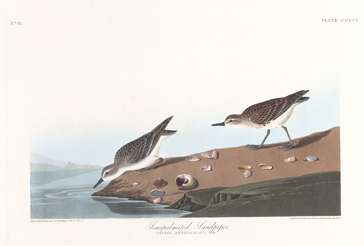 John James Audubon - Semipalmated sandpiper