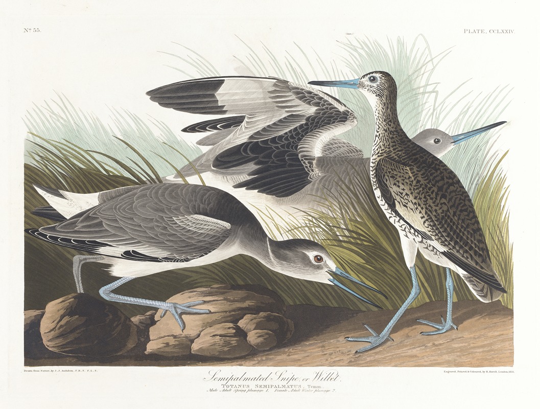 John James Audubon - Semipalmated snipe or willet