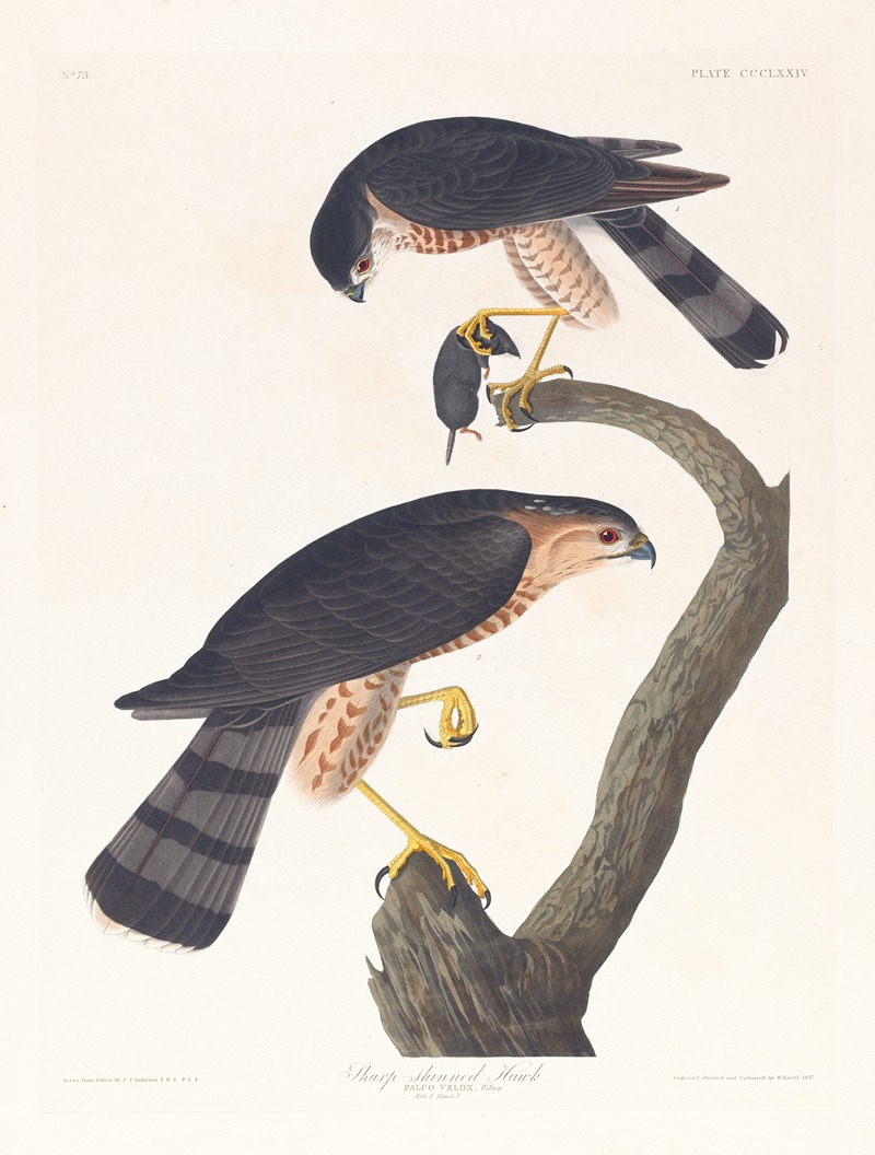 John James Audubon - Sharp-skinned hawk