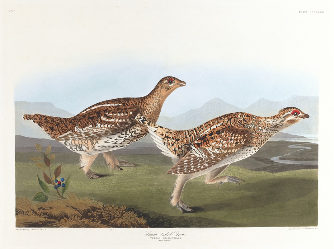 John James Audubon - Sharp-tailed grous