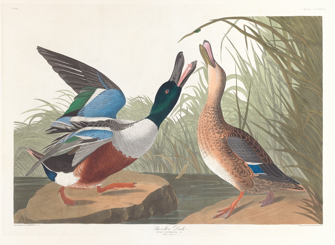 John James Audubon - Shoveller duck