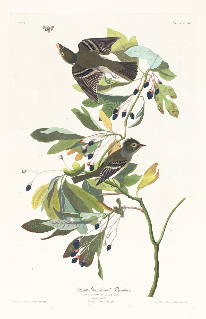 John James Audubon - Small green crested flycatcher