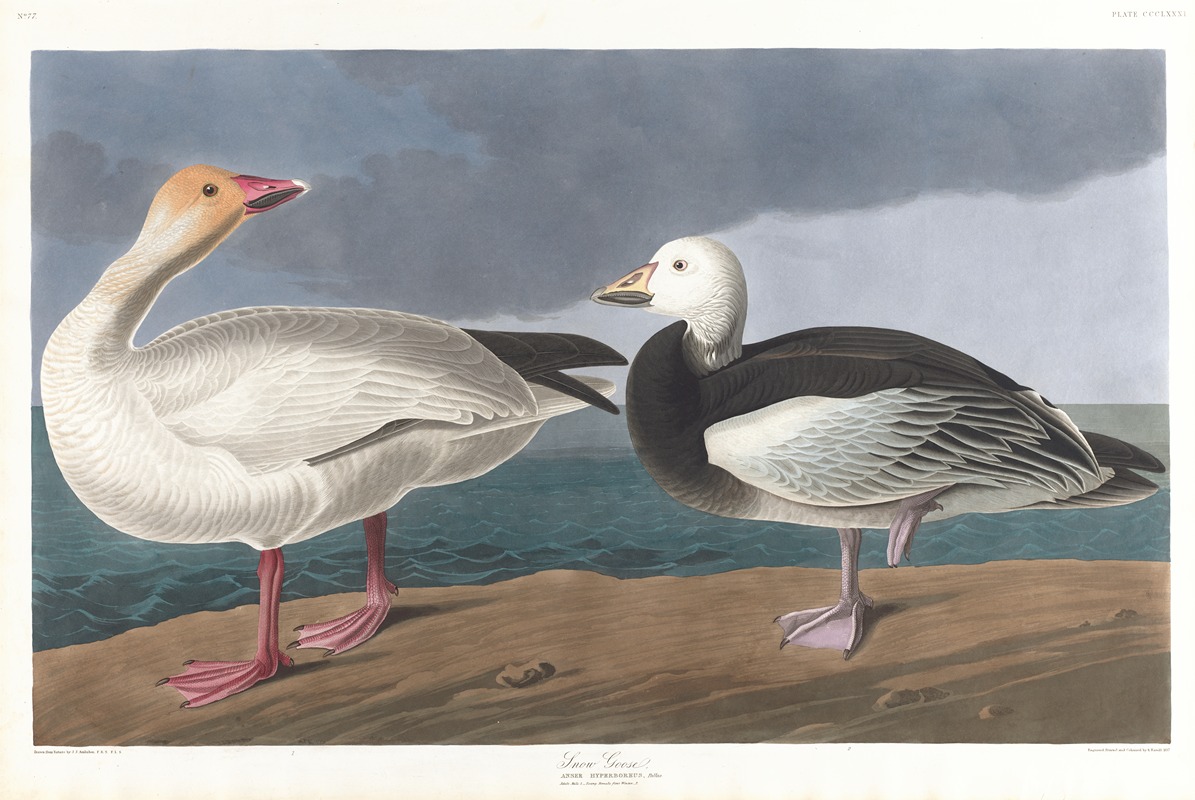 John James Audubon - Snow geese